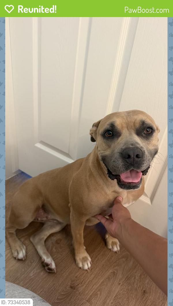 Reunited Female Dog last seen Downing Street and 98th, Thornton, CO 80229