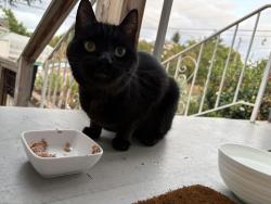 Found/Stray Unknown Cat last seen NE Killingsworth and 9th Ave, Portland, OR 97211