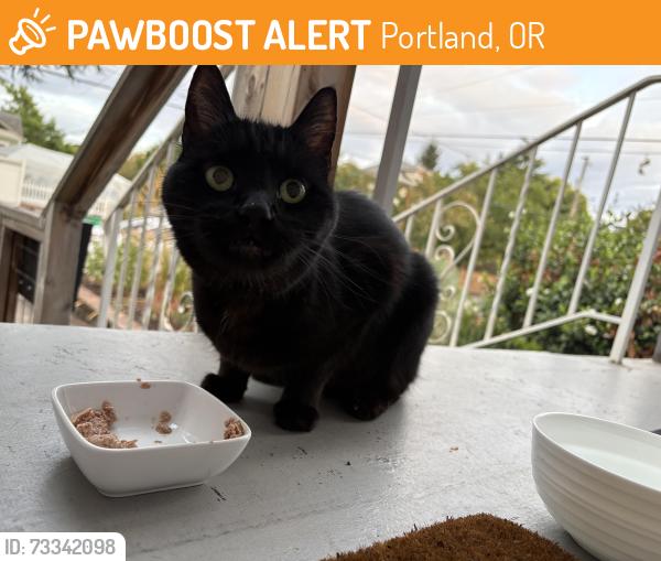 Found/Stray Unknown Cat last seen NE Killingsworth and 9th Ave, Portland, OR 97211