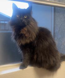 Reunited Male Cat last seen Vista, Sparks, NV 89436