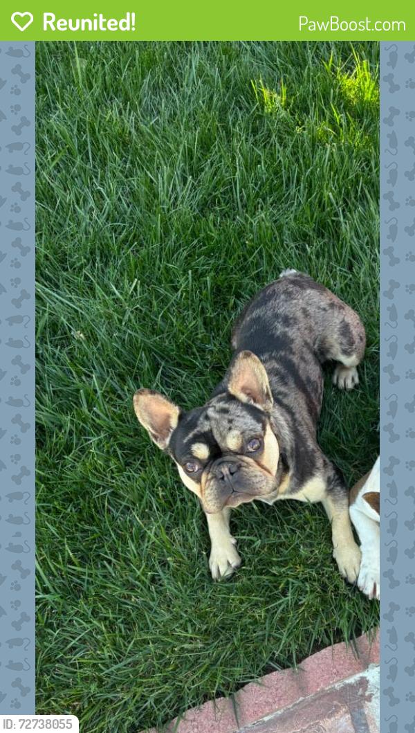 Reunited Male Dog last seen W 25th St, Merced, CA, USA, Merced, CA 95340