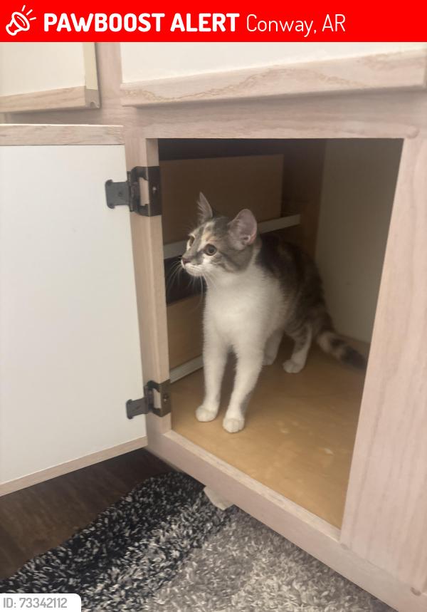 Lost Female Cat last seen The fairways apmts, Conway, AR 72034
