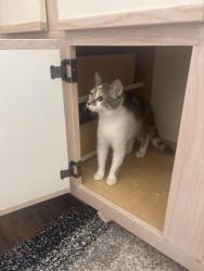 Lost Female Cat last seen The fairways apmts, Conway, AR 72034