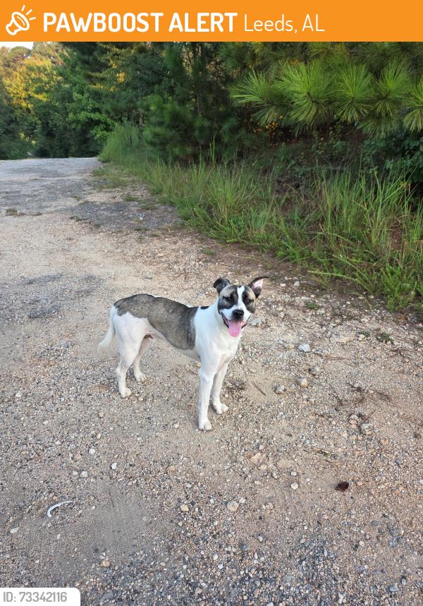 Found/Stray Male Dog last seen Courson Blvd, Leeds, AL 35094