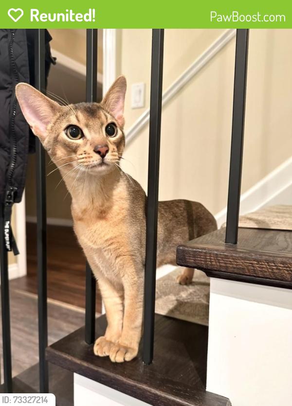 Reunited Male Cat last seen Stoneybrook Trail, Oakville, ON L6M 2R4