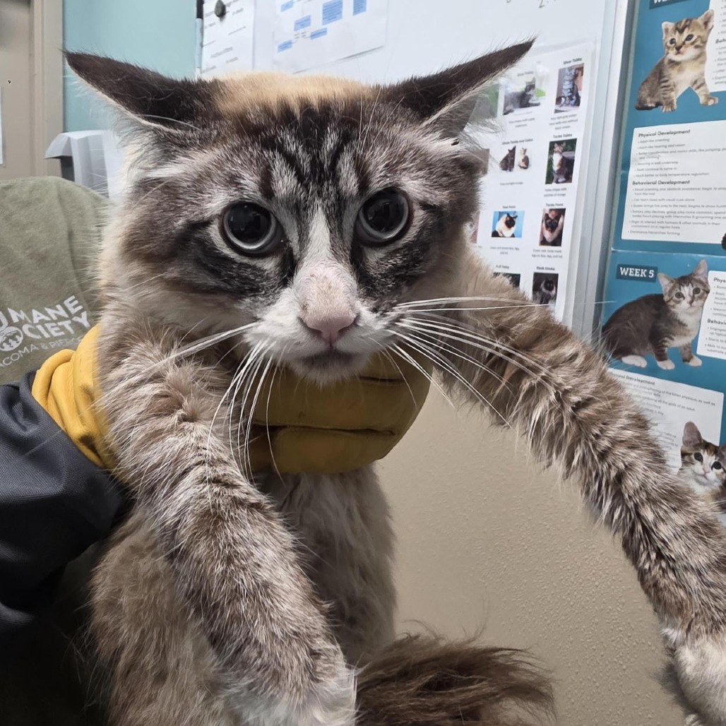 Shelter Stray Male Cat last seen , 2608 Center St, Tacoma, WA 98409, USA