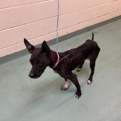 Shelter Stray Female Dog last seen , 2350 Appling City Cove, Memphis, TN 38133, USA