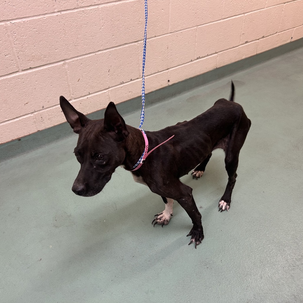 Shelter Stray Female Dog last seen , 2350 Appling City Cove, Memphis, TN 38133, USA