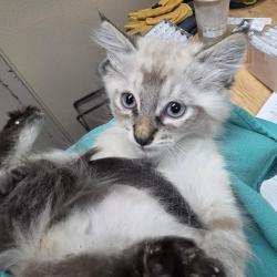 Shelter Stray Male Cat last seen , 2608 Center St, Tacoma, WA 98409, USA