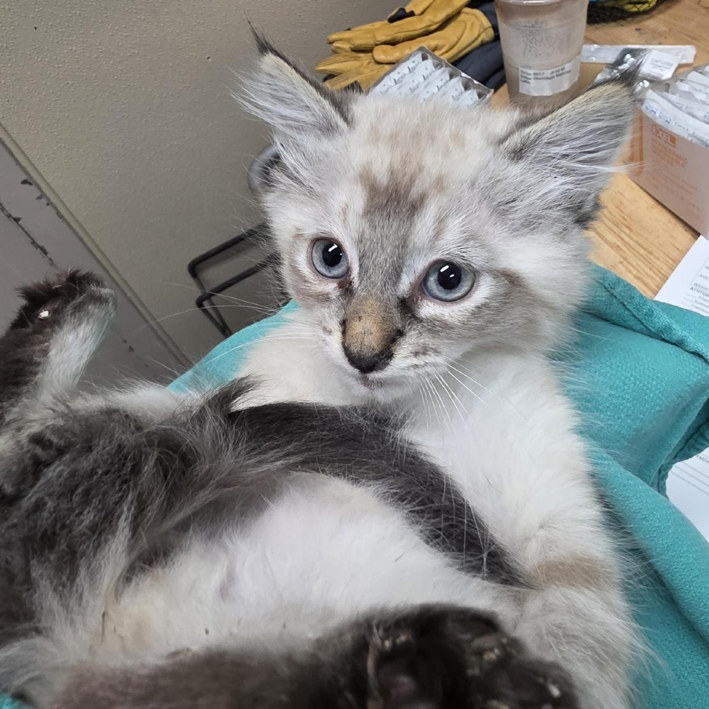 Shelter Stray Male Cat last seen , 2608 Center St, Tacoma, WA 98409, USA