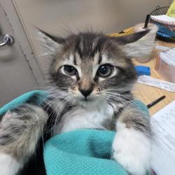 Shelter Stray Female Cat last seen , 2608 Center St, Tacoma, WA 98409, USA