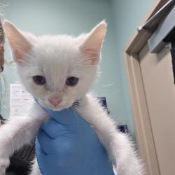 Shelter Stray Male Cat last seen , 2608 Center St, Tacoma, WA 98409, USA