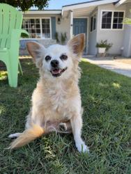 Found/Stray Female Dog last seen Bristol and First st, Santa Ana, CA 92701