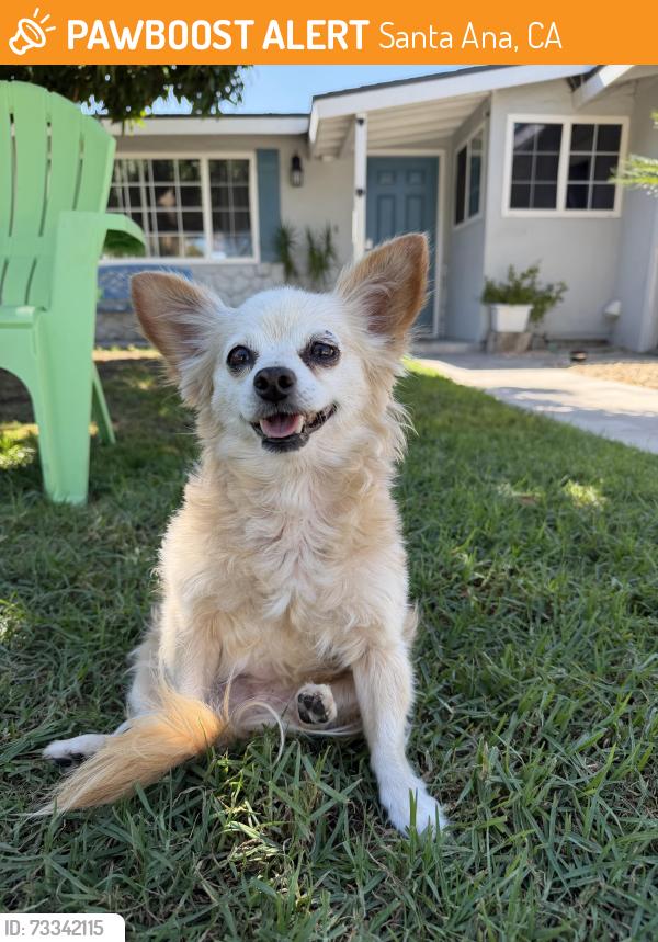 Found/Stray Female Dog last seen Bristol and First st, Santa Ana, CA 92701