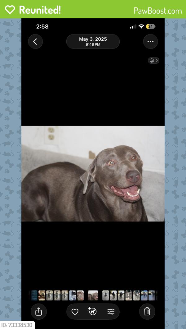 Reunited Male Dog last seen W Pine st and Shelton Santa Ana CA, Santa Ana, CA 92703