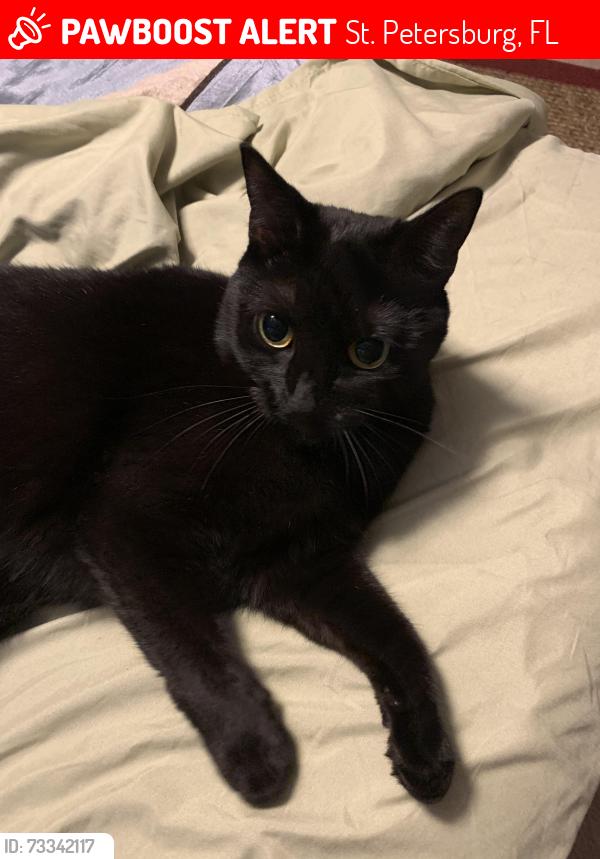Lost Female Cat last seen Alley behind 41st s, St. Petersburg, FL 33705