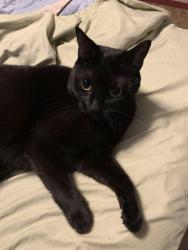 Lost Female Cat last seen Alley behind 41st s, St. Petersburg, FL 33705