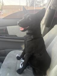 Found/Stray Female Dog last seen Fremont Street, Las Vegas, NV 89101