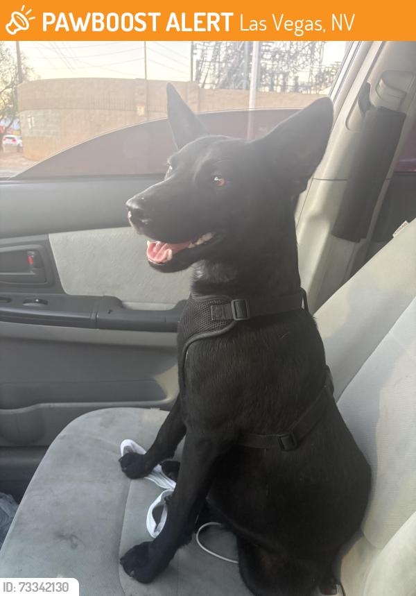 Found/Stray Female Dog last seen Fremont Street, Las Vegas, NV 89101