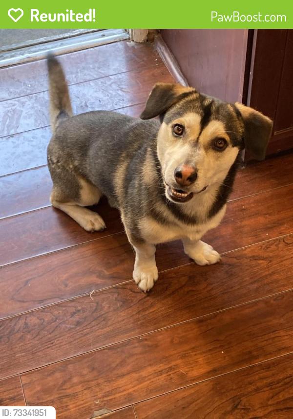 Reunited Male Dog last seen Norris and Astoria, Los Angeles, CA 91342