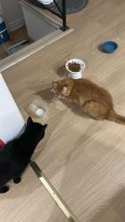 Reunited Male Cat last seen Close to Crestview Public School, Toronto, ON M2J 2V8