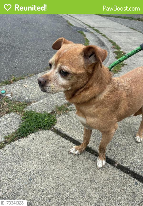 Reunited Unknown Dog last seen 16th Ave w and 150th st sw, Lynnwood, WA 98087