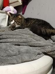 Reunited Male Cat last seen Mitchell Cres, meadow heights, Meadow Heights, VIC 3048