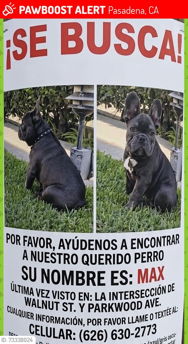 Lost Male Dog last seen Walnuts y Parkwood, Pasadena, CA 91107