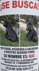 Lost Male Dog last seen Walnuts y Parkwood, Pasadena, CA 91107