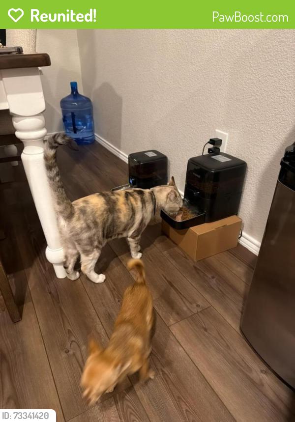 Reunited Female Cat last seen Prairiedawn dr Ftworth Tx 76131, Fort Worth, TX 76131