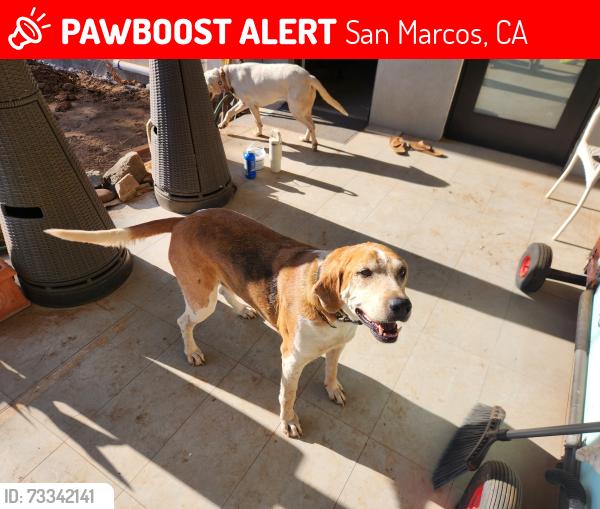 Lost Male Dog last seen Buena Creek and Hollyberry, San Marcos, CA 92069