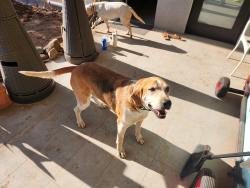 Lost Male Dog last seen Buena Creek and Hollyberry, San Marcos, CA 92069