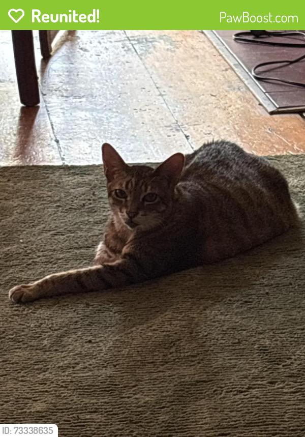 Reunited Female Cat last seen AVENUE A , next to Key Foods, New York, NY 10009
