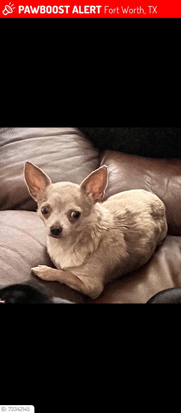 Lost Female Dog last seen Near Bars Dr Fort Worth, Fort Worth, TX 76179