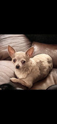 Lost Female Dog last seen Near Bars Dr Fort Worth, Fort Worth, TX 76179