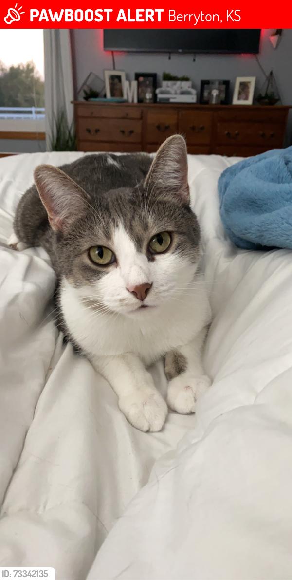 Lost Male Cat last seen Between Shawnee Heights and Ratner Roads, Berryton, KS 66409