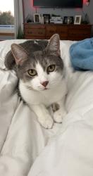 Lost Male Cat last seen Between Shawnee Heights and Ratner Roads, Berryton, KS 66409
