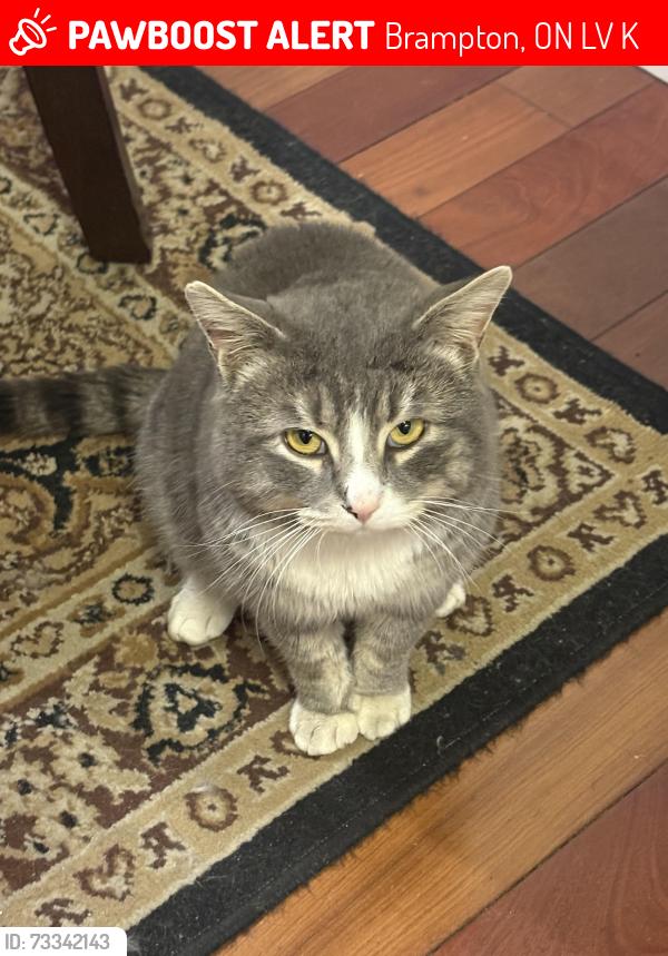 Lost Male Cat last seen Blackthorn Lane, Brampton, ON L6V 3K7