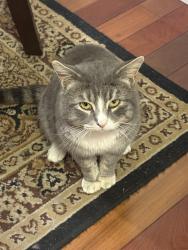 Lost Male Cat last seen Blackthorn Lane, Brampton, ON L6V 3K7