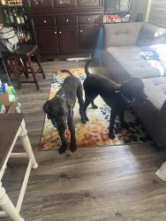 Reunited Male Dog last seen Copper Moon and Bronze Canyon Drive, Reno, NV 89521