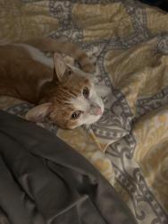 Reunited Male Cat last seen Ferndale, Forestlawn, Sheffield Lake, OH 44054