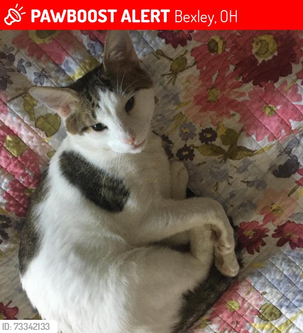 Lost Male Cat last seen Near Holtzman Ave Columbus, OH 43205 United States, Bexley, OH 43209