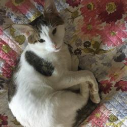 Lost Male Cat last seen Near Holtzman Ave Columbus, OH 43205 United States, Bexley, OH 43209