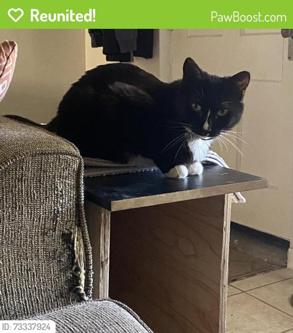 Reunited Female Cat last seen 14th St & College Ave, Tempe, AZ 85281
