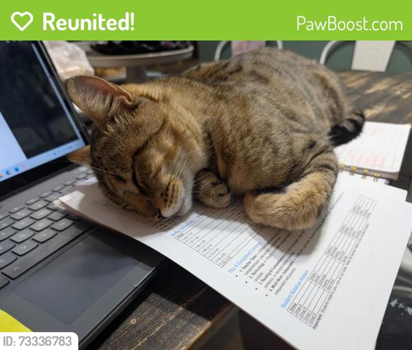 Reunited Male Cat last seen Easy street park, Sebastian, FL 32958