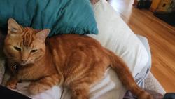 Lost Female Cat last seen Around Westwood area or S drake Rd, W KL Ave, Kalamazoo, MI 49009