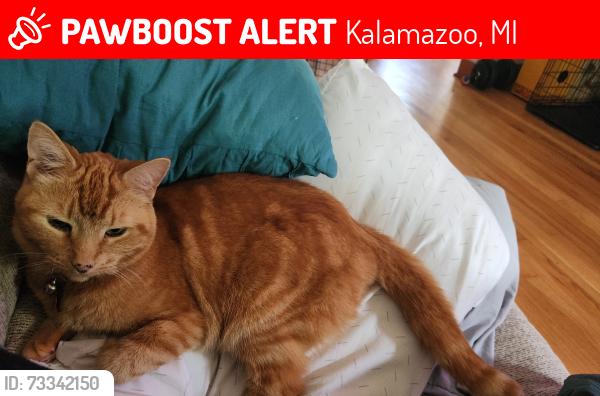 Lost Female Cat last seen Around Westwood area or S drake Rd, W KL Ave, Kalamazoo, MI 49009