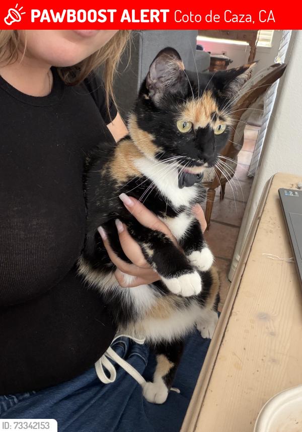 Lost Female Cat last seen Glen Eagle, Coto de Caza, CA 92679