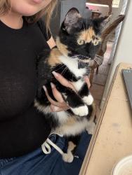 Lost Female Cat last seen Glen Eagle, Coto de Caza, CA 92679