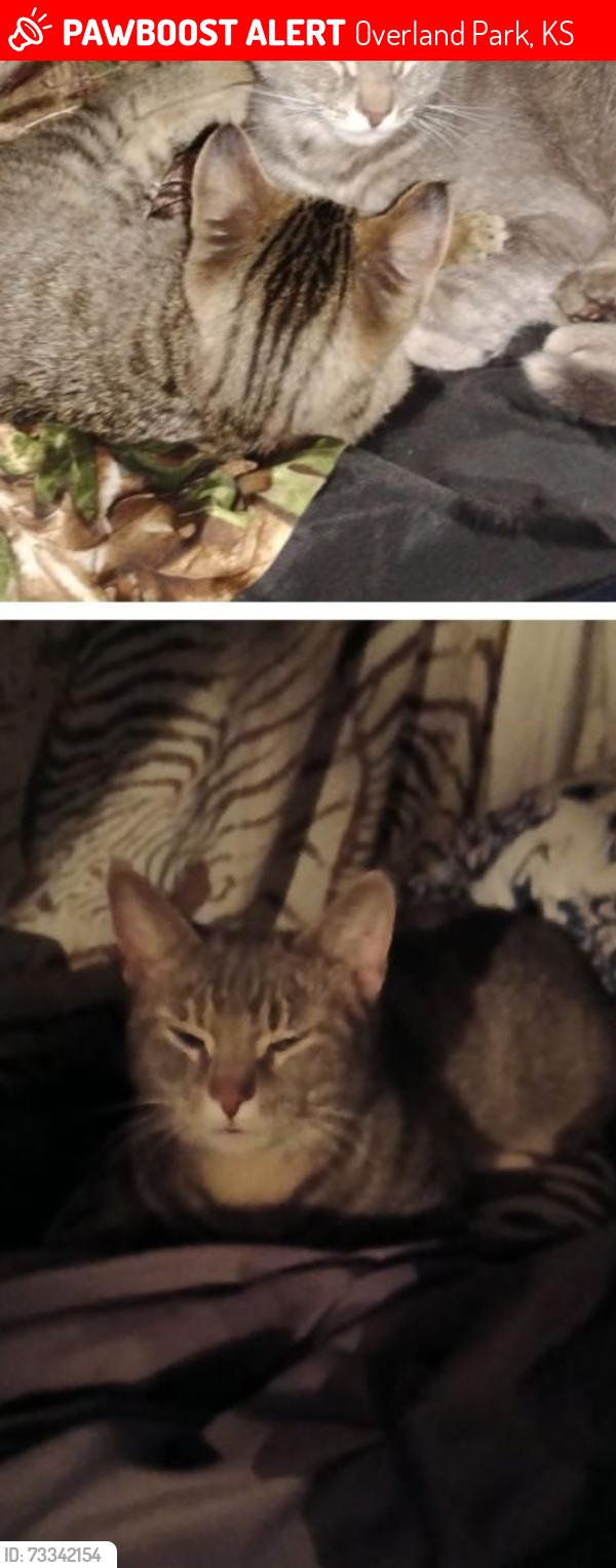 Lost Female Cat last seen 117th and grant opks, Overland Park, KS 66210